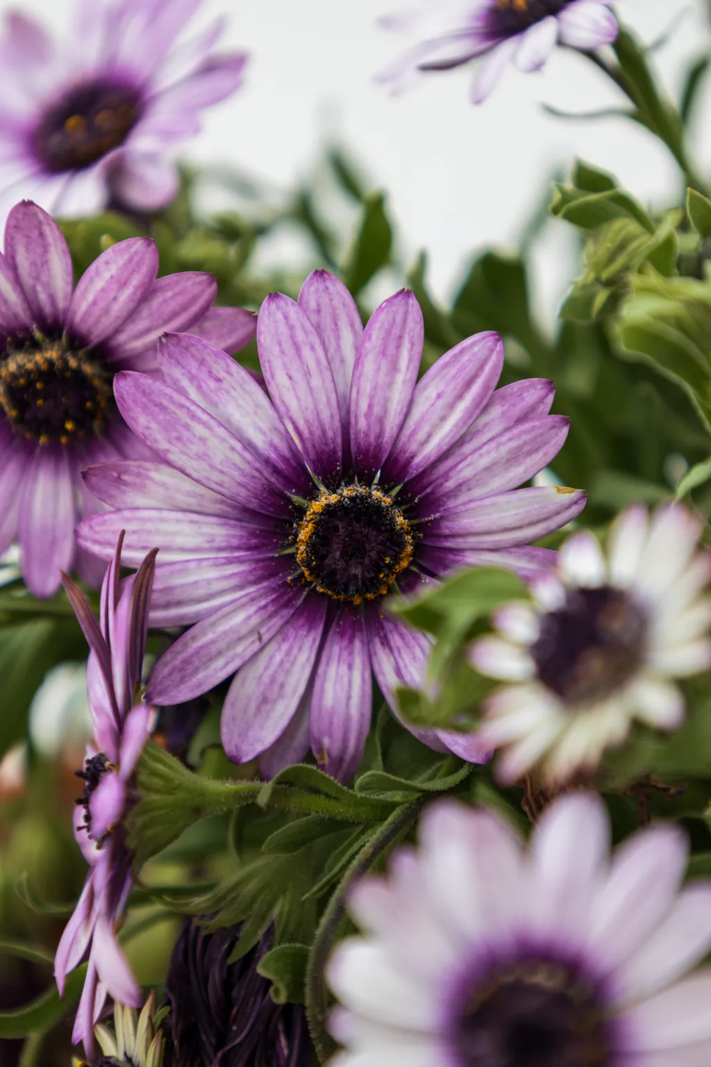 Flowers purple