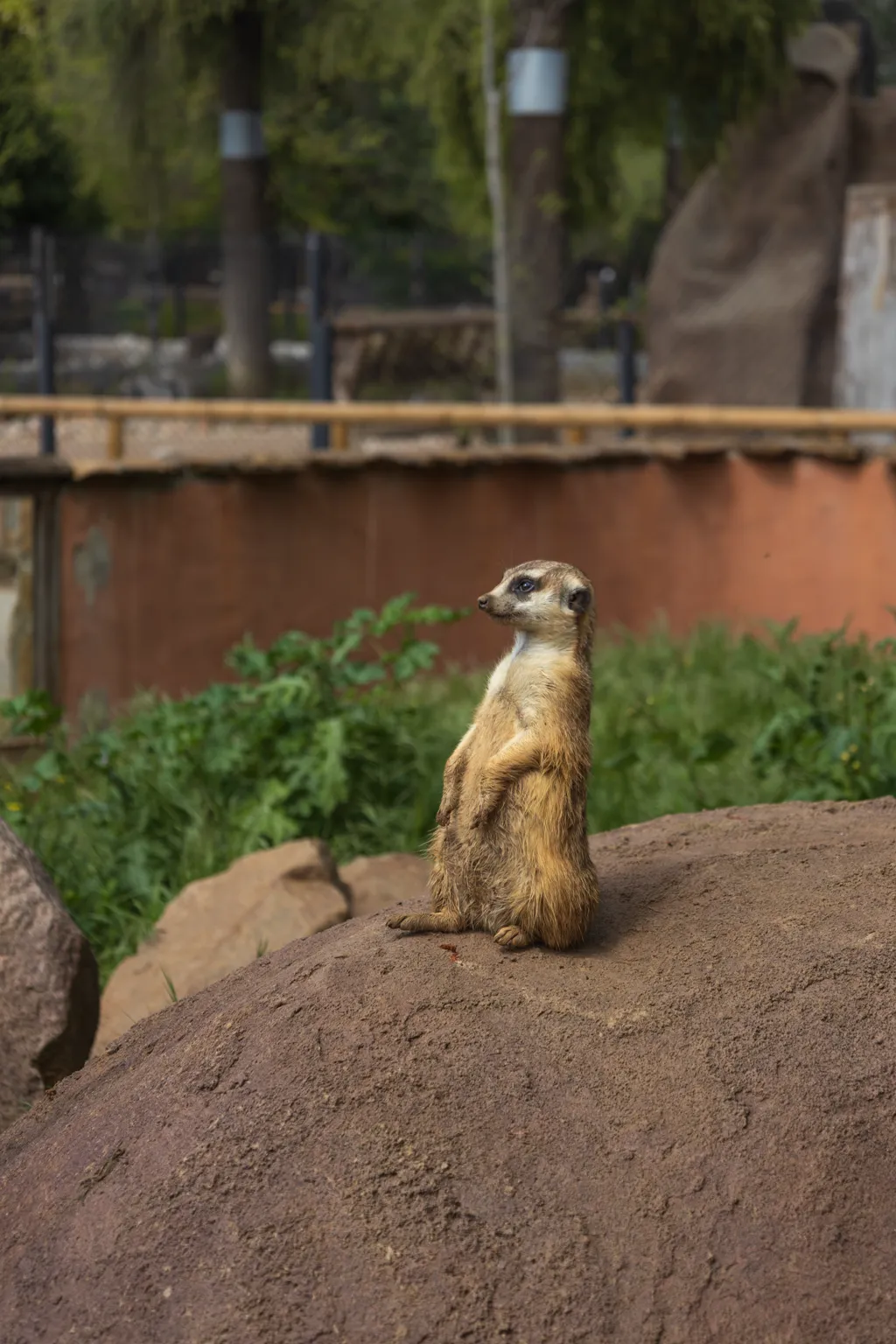 Meerkat