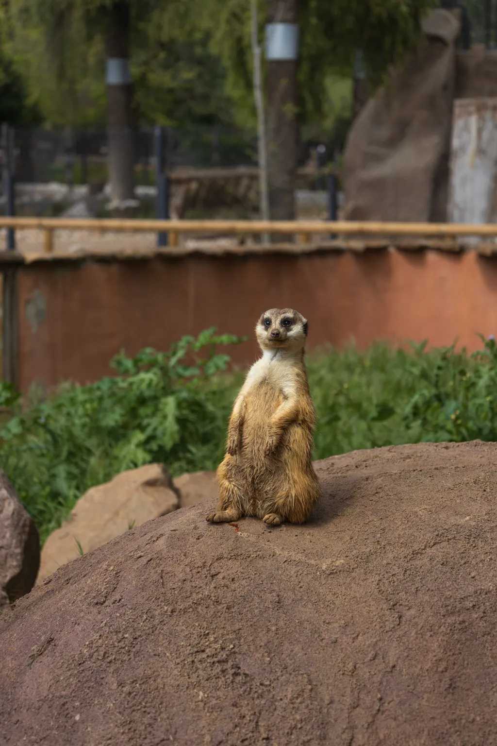 Meerkat look