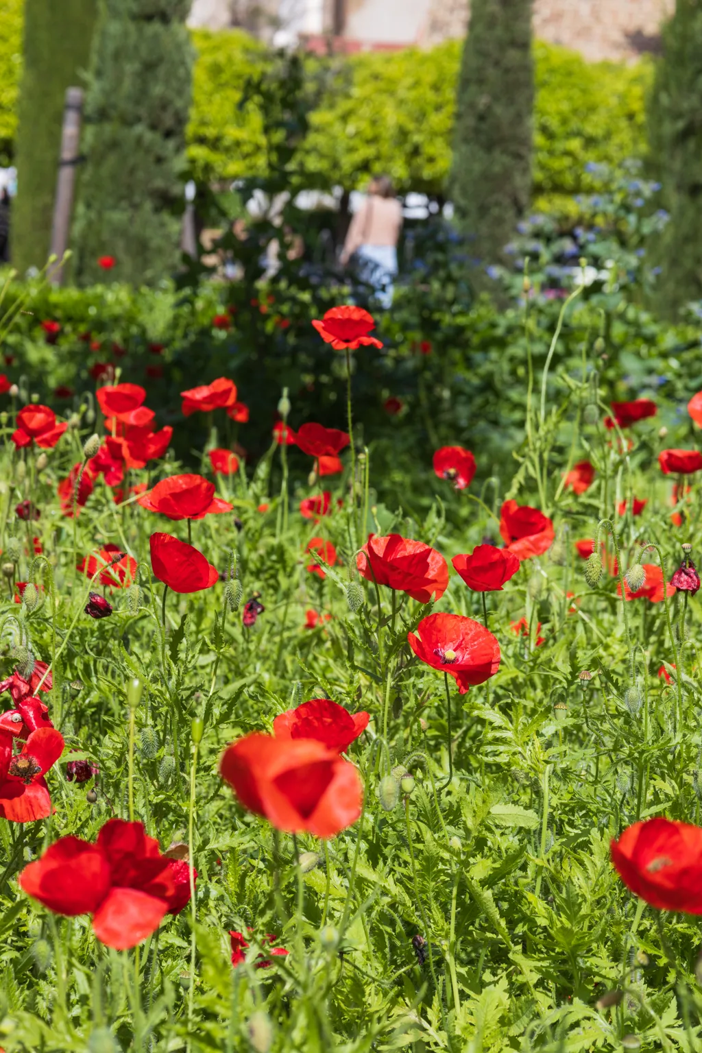 Poppies